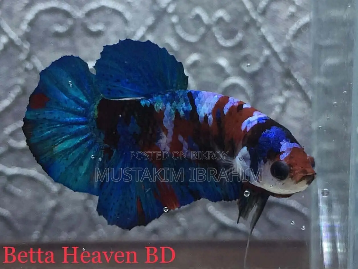 Koi Galaxy Plakat.. Import Kora Pair.