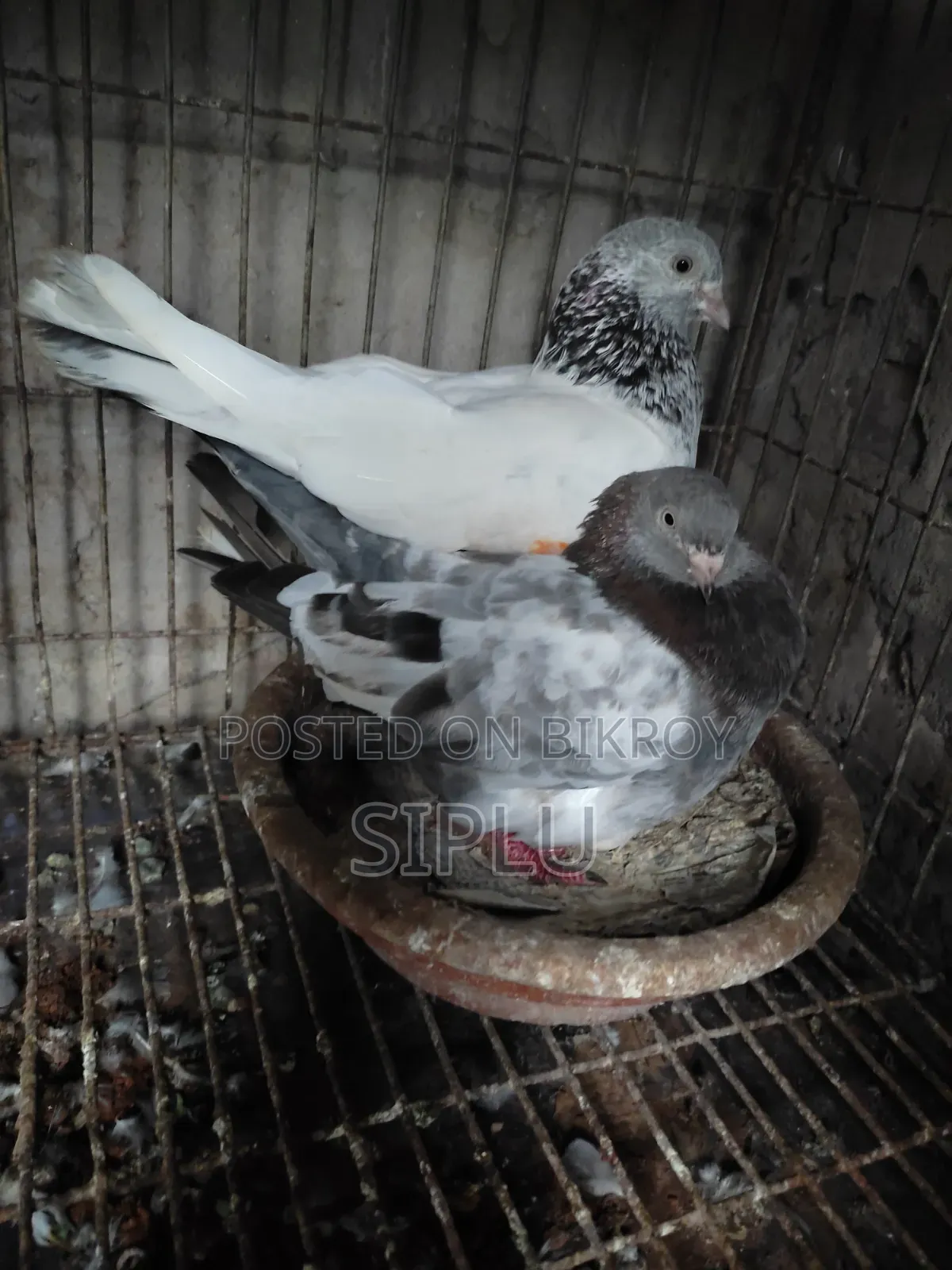 Running Gola Kasha Pair Sale with Eggs and Chicks