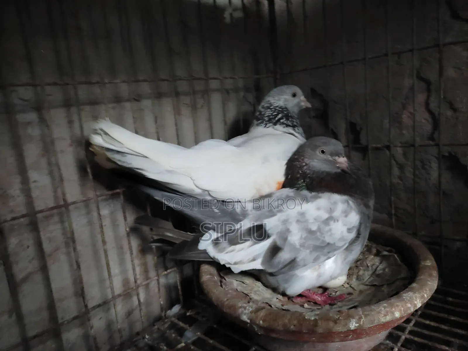Running Gola Kasha Pair Sale with Eggs and Chicks