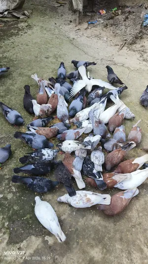 My Pet Pigeons