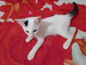 1-3 Months Male Purebred Cat