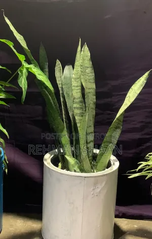 স্নেক প্লান্ট