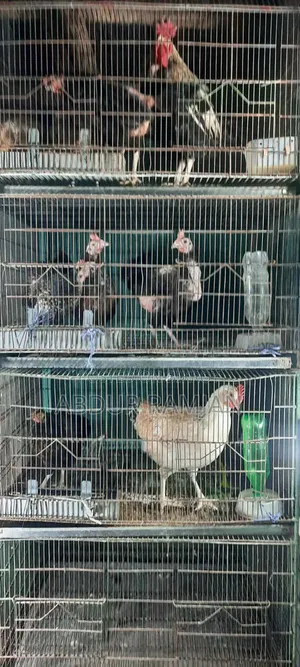 পাখির খাঁচা