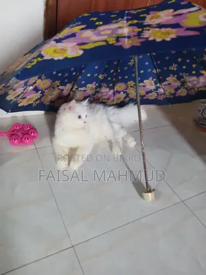 ৩-৬ মাসের মেল পিওরব্রেড পার্সিয়ান