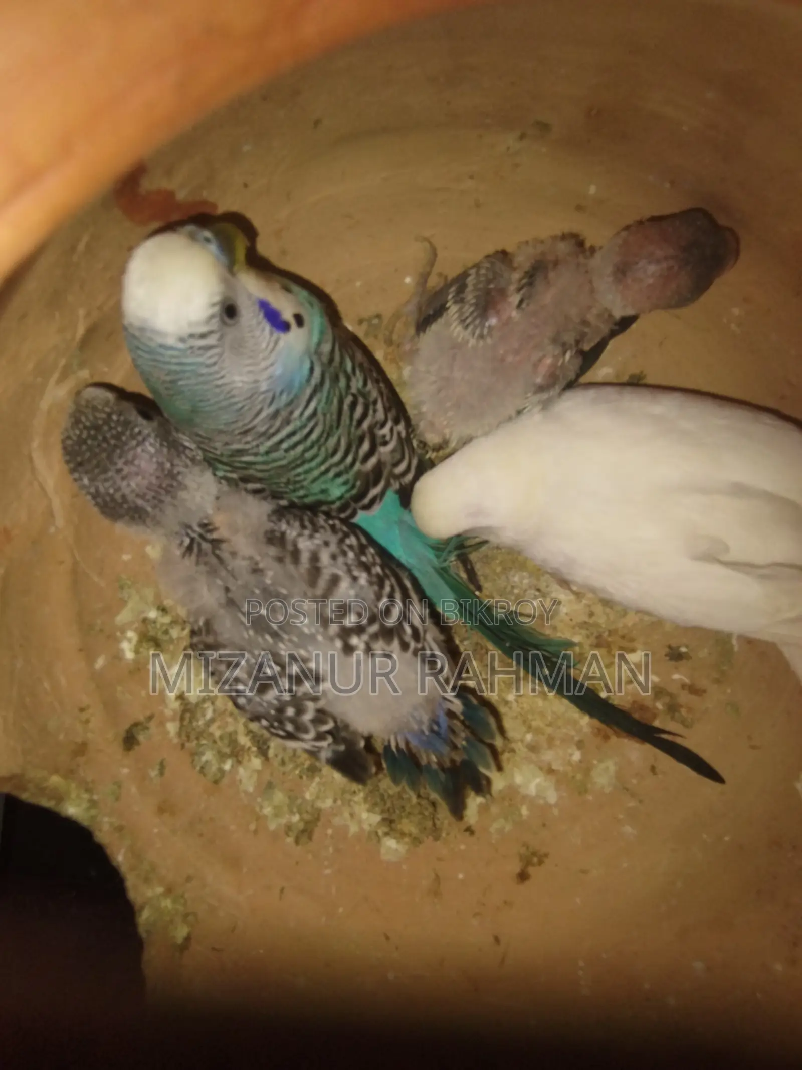 Budgerigar Birds for Sale