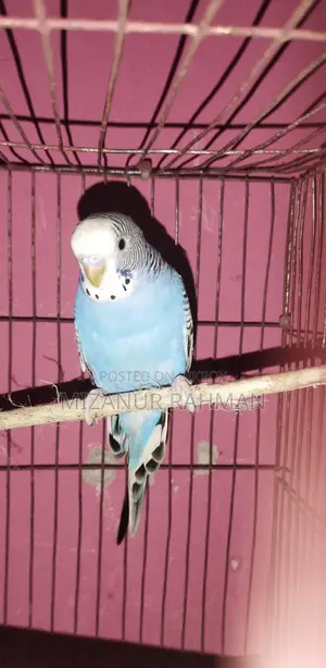 Budgerigar Birds for Sale