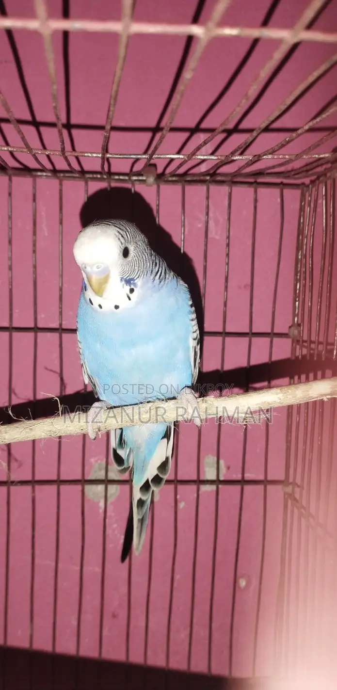 Budgerigar Birds for Sale