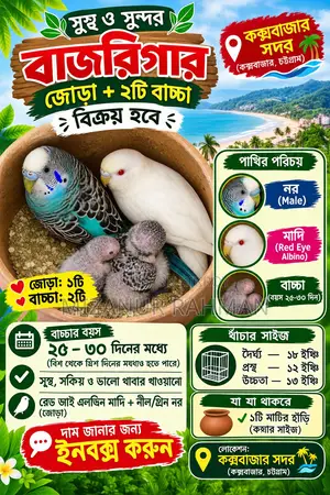 Budgerigar Birds for Sale