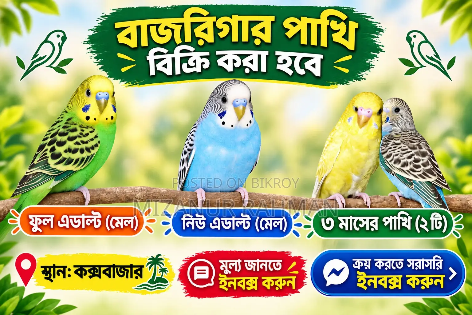 Budgerigar Birds for Sale