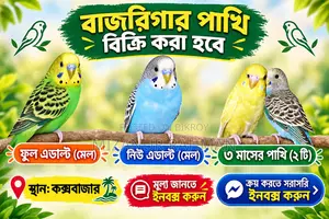 Budgerigar Birds for Sale