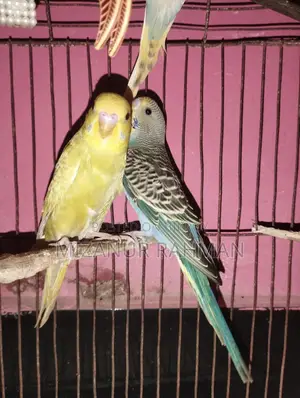 Budgerigar Birds for Sale