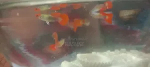 Mix Guppy Fish For Sale