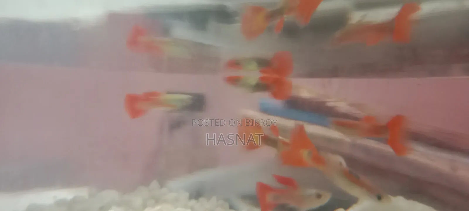 Mix Guppy Fish For Sale