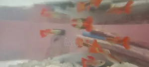 Mix Guppy Fish For Sale