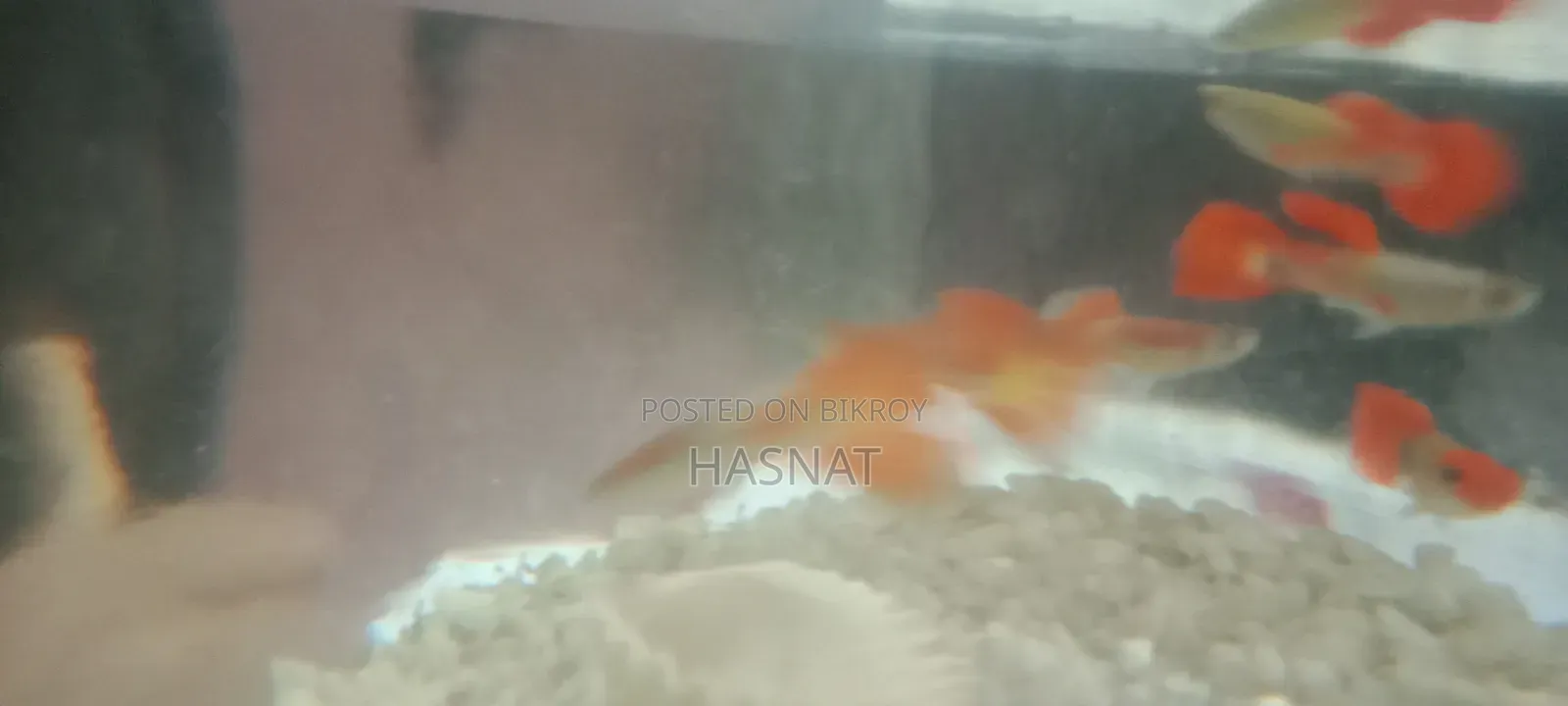 Mix Guppy Fish For Sale