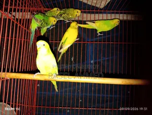 ৩ জোড়া বাজিগার বিক্রয় হইবে