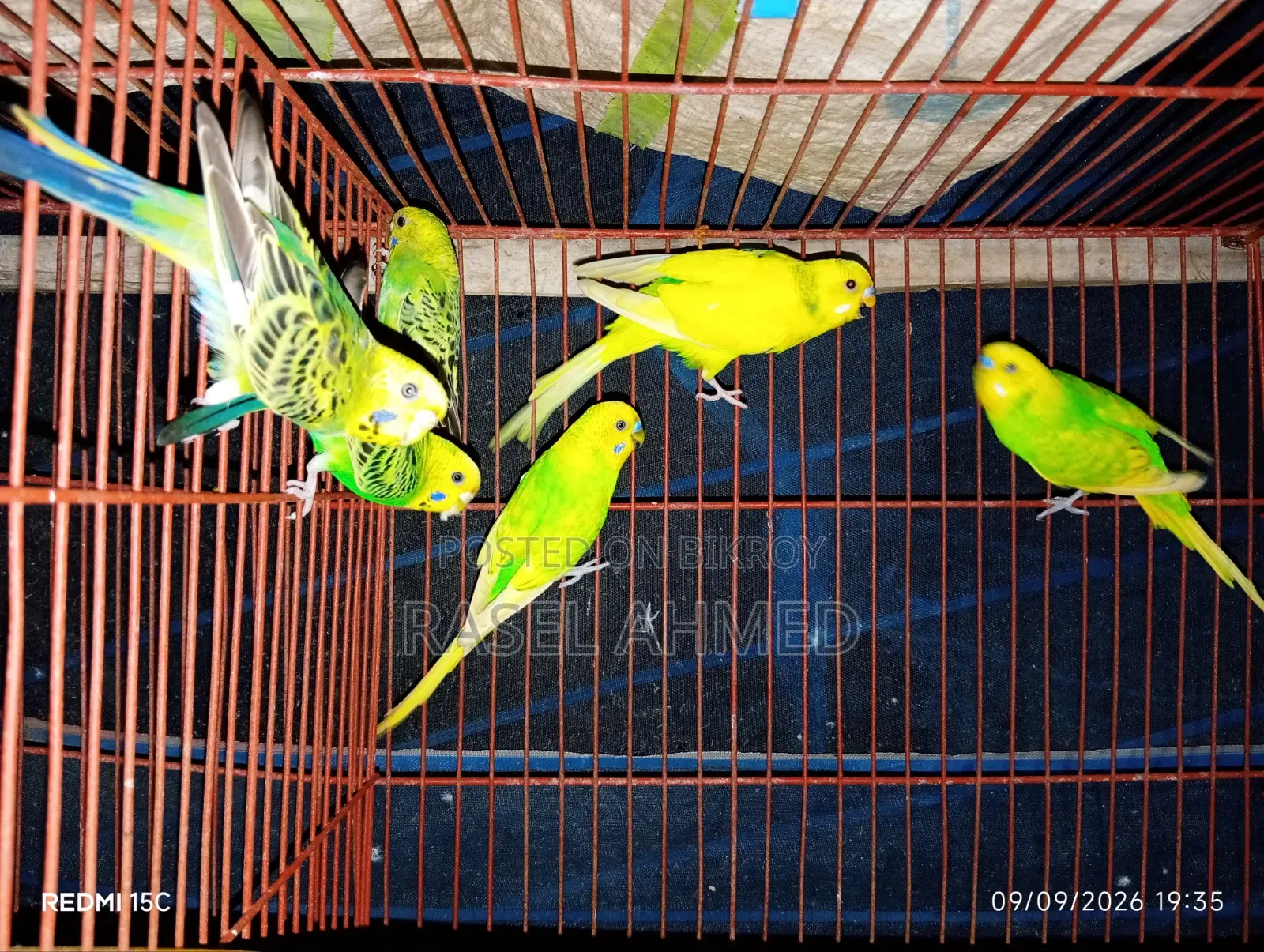 ৩ জোড়া বাজিগার বিক্রয় হইবে