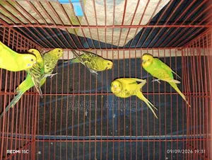৩ জোড়া বাজিগার বিক্রয় হইবে