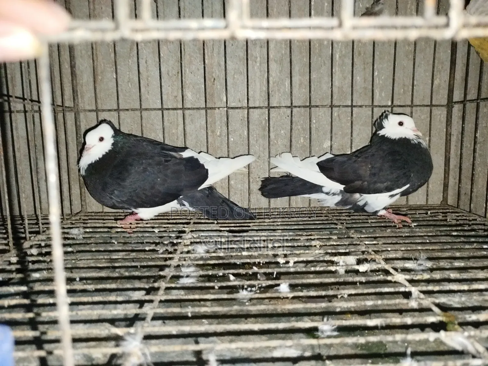 Raj Golla Pigeon One Pair