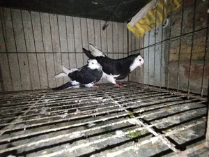 Raj Golla Pigeon One Pair