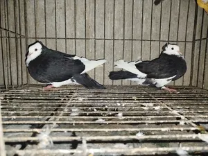 Raj Golla Pigeon One Pair