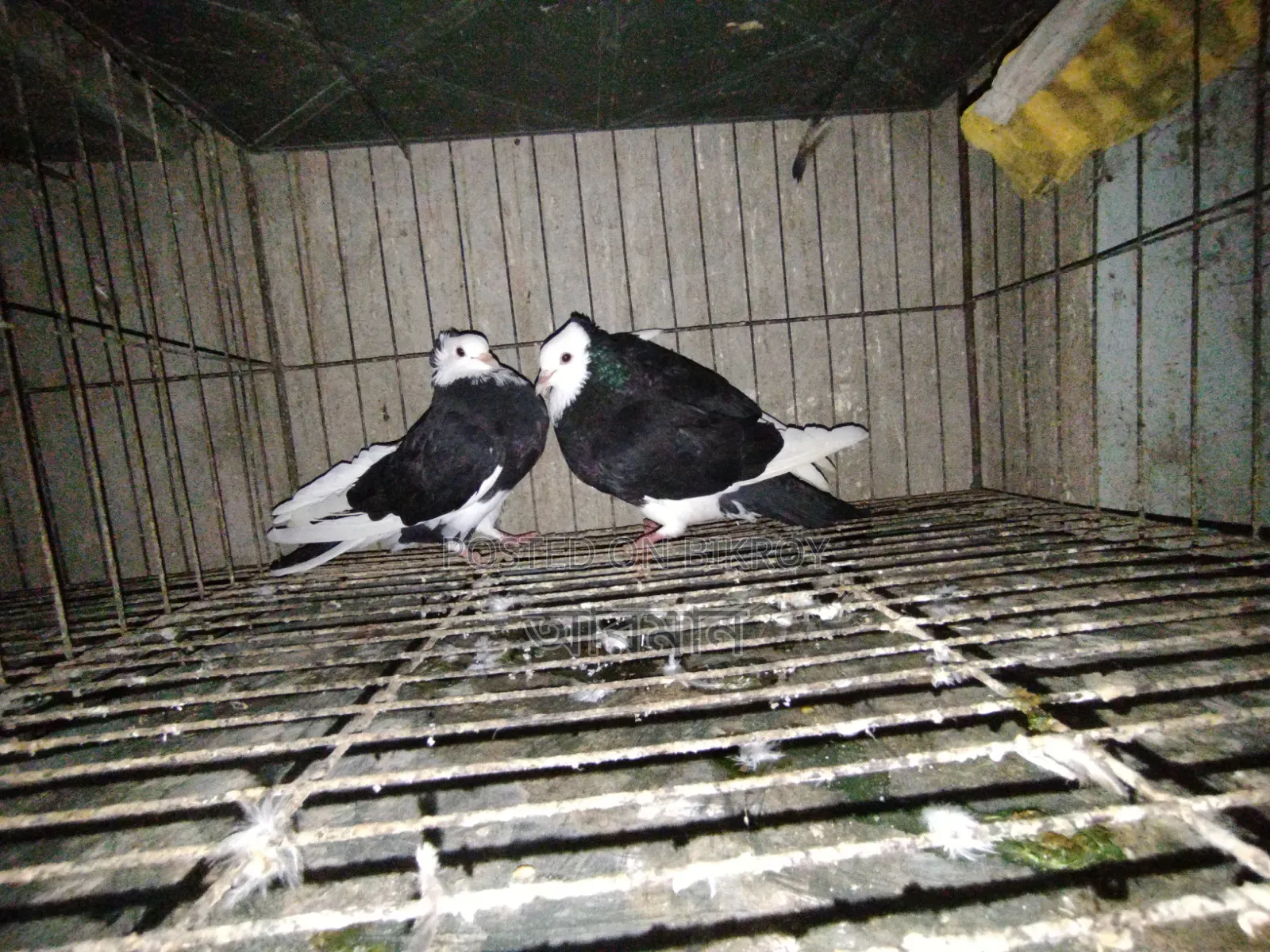 Raj Golla Pigeon One Pair