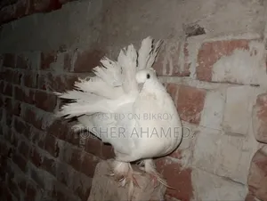 Pigeons for Sale