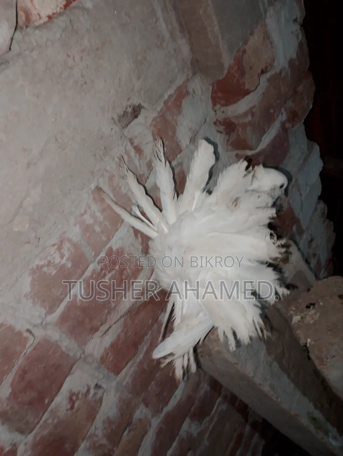 Pigeons for Sale