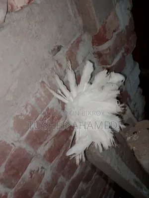 Pigeons for Sale