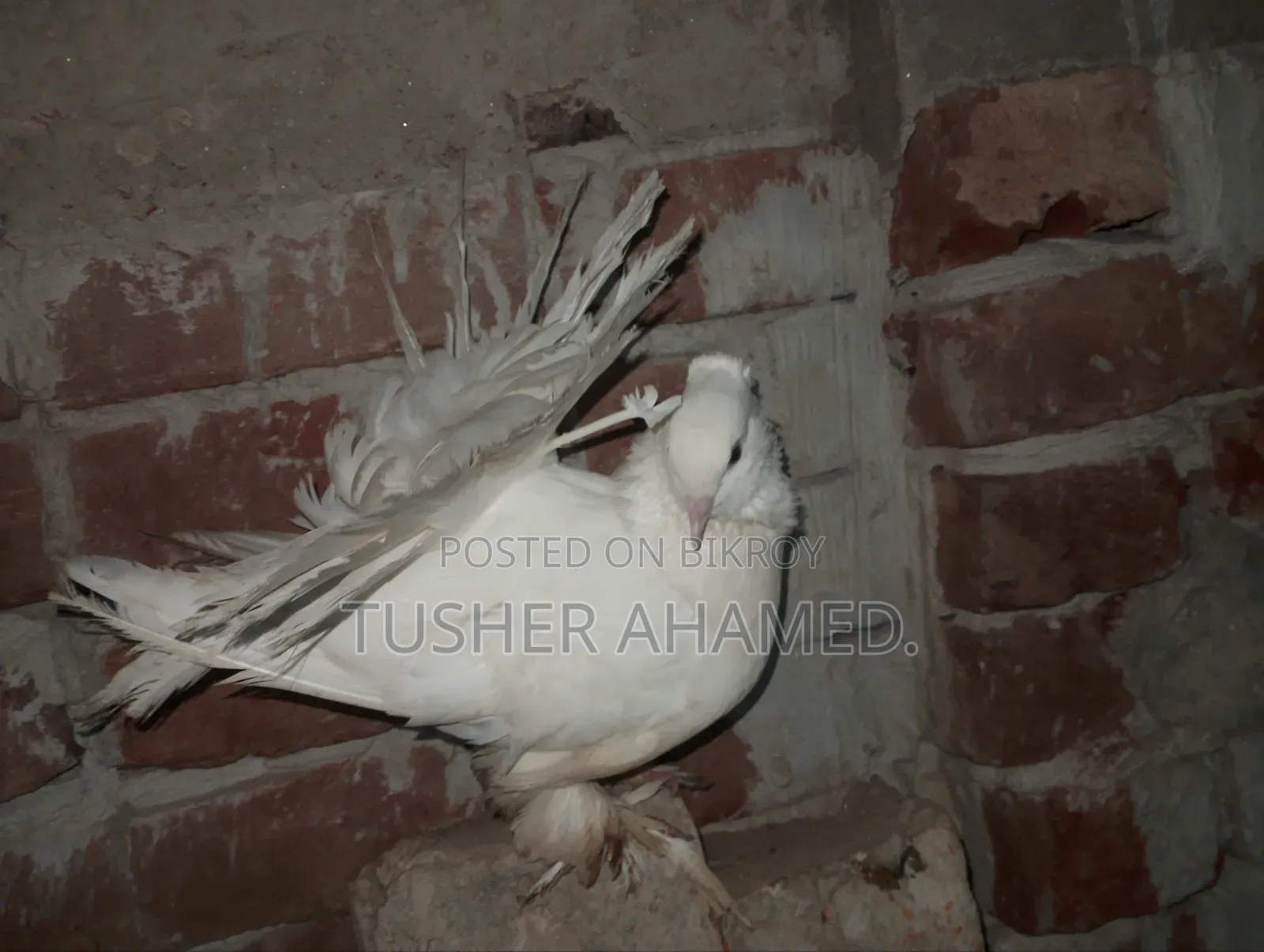 Pigeons for Sale