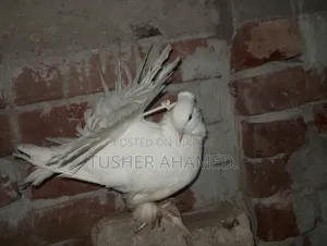 Pigeons for Sale