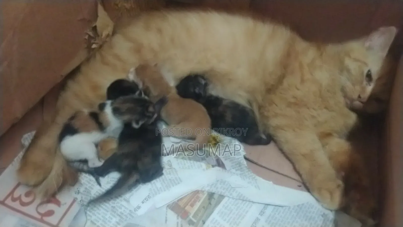0-1 Month Female Purebred Persian