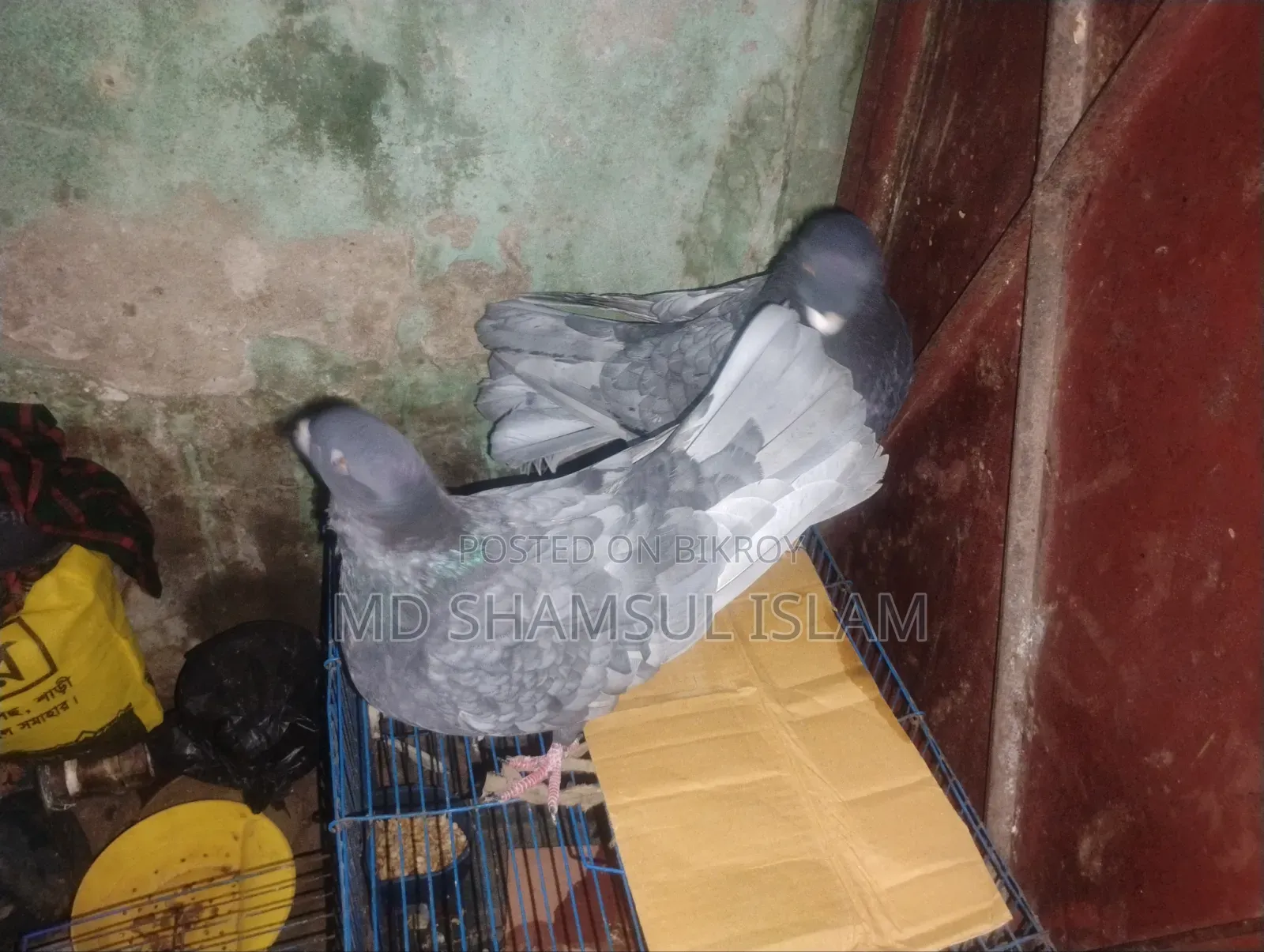 Fancy Pigeon