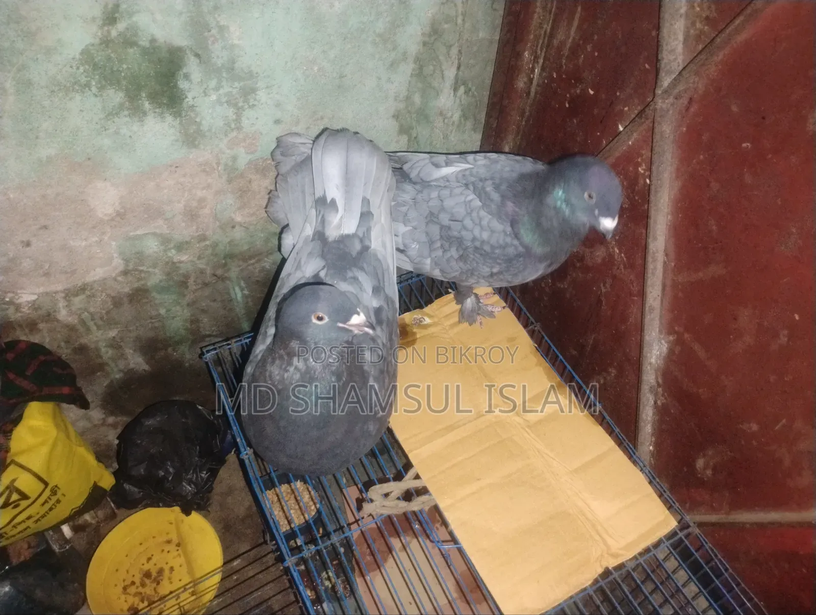 Fancy Pigeon