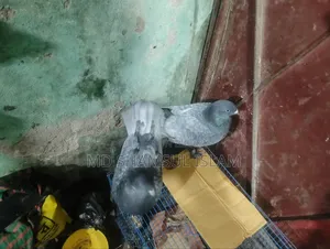 Fancy Pigeon
