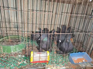 Black Lokkha