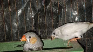 New adult pair will be exchanged, contact in inbox