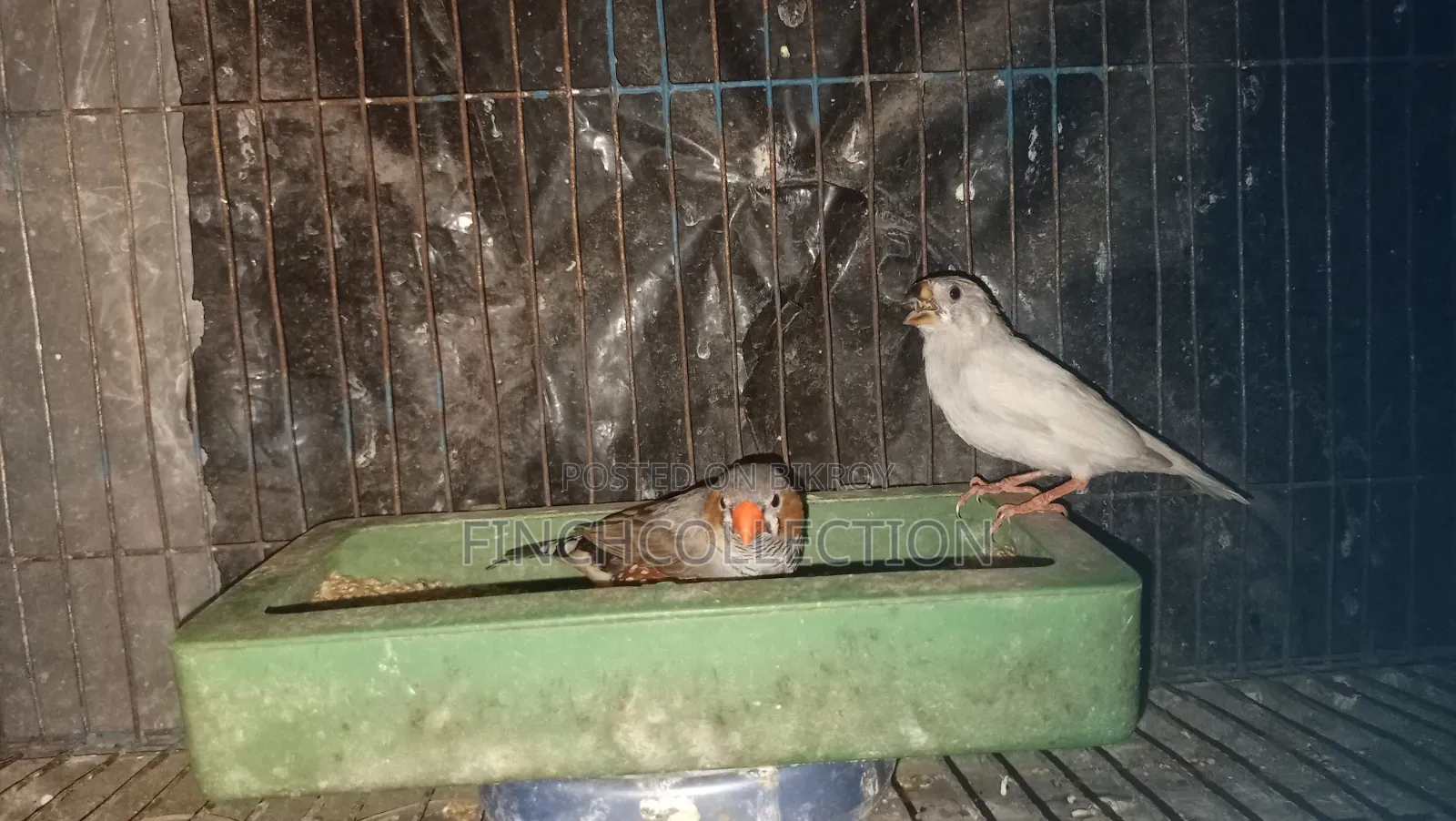 নিউ এডাল্ট পেয়ার হাত বদল হবে যোগাযোগ করুন ইনবক্সে