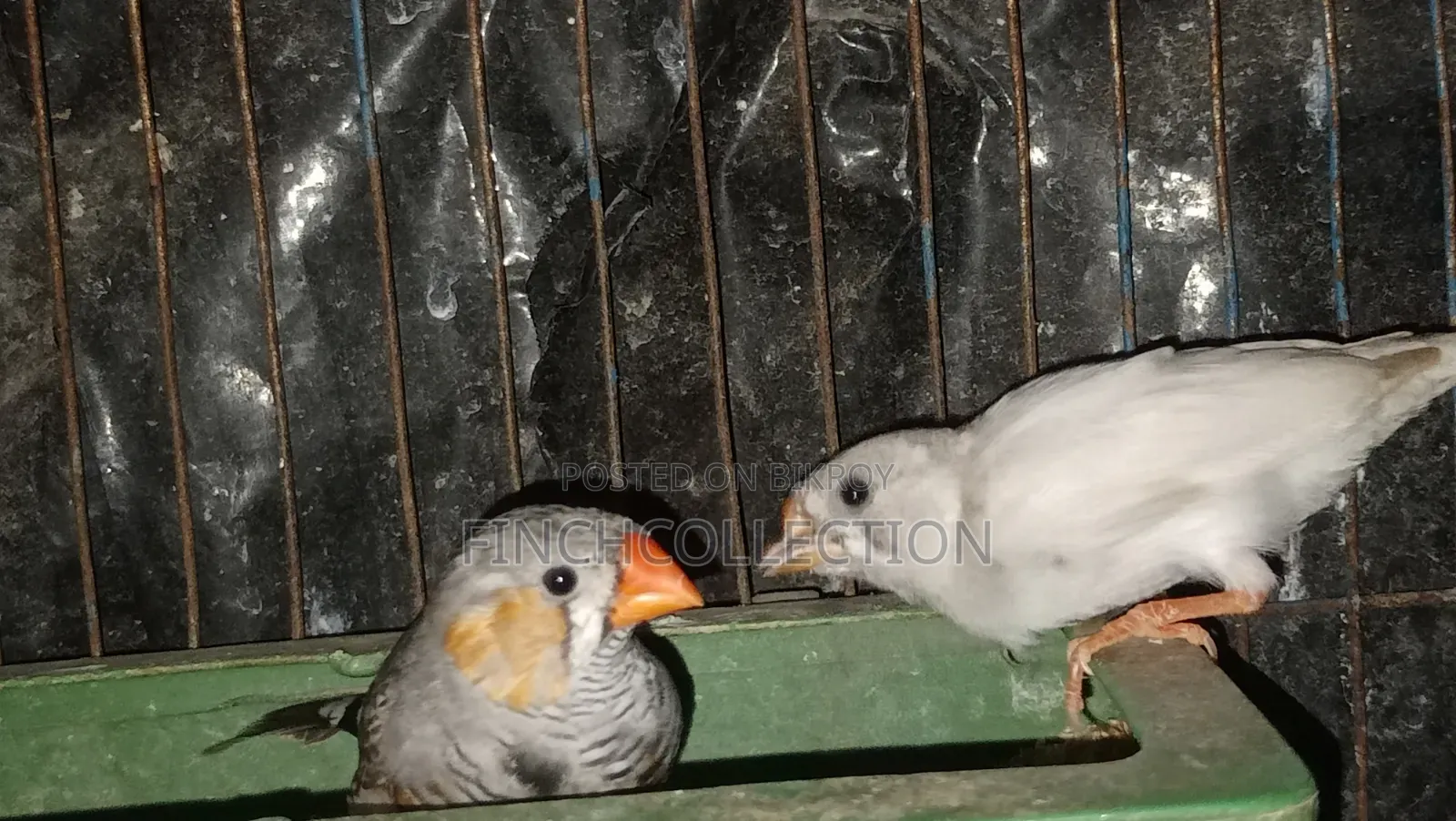 নিউ এডাল্ট পেয়ার হাত বদল হবে যোগাযোগ করুন ইনবক্সে