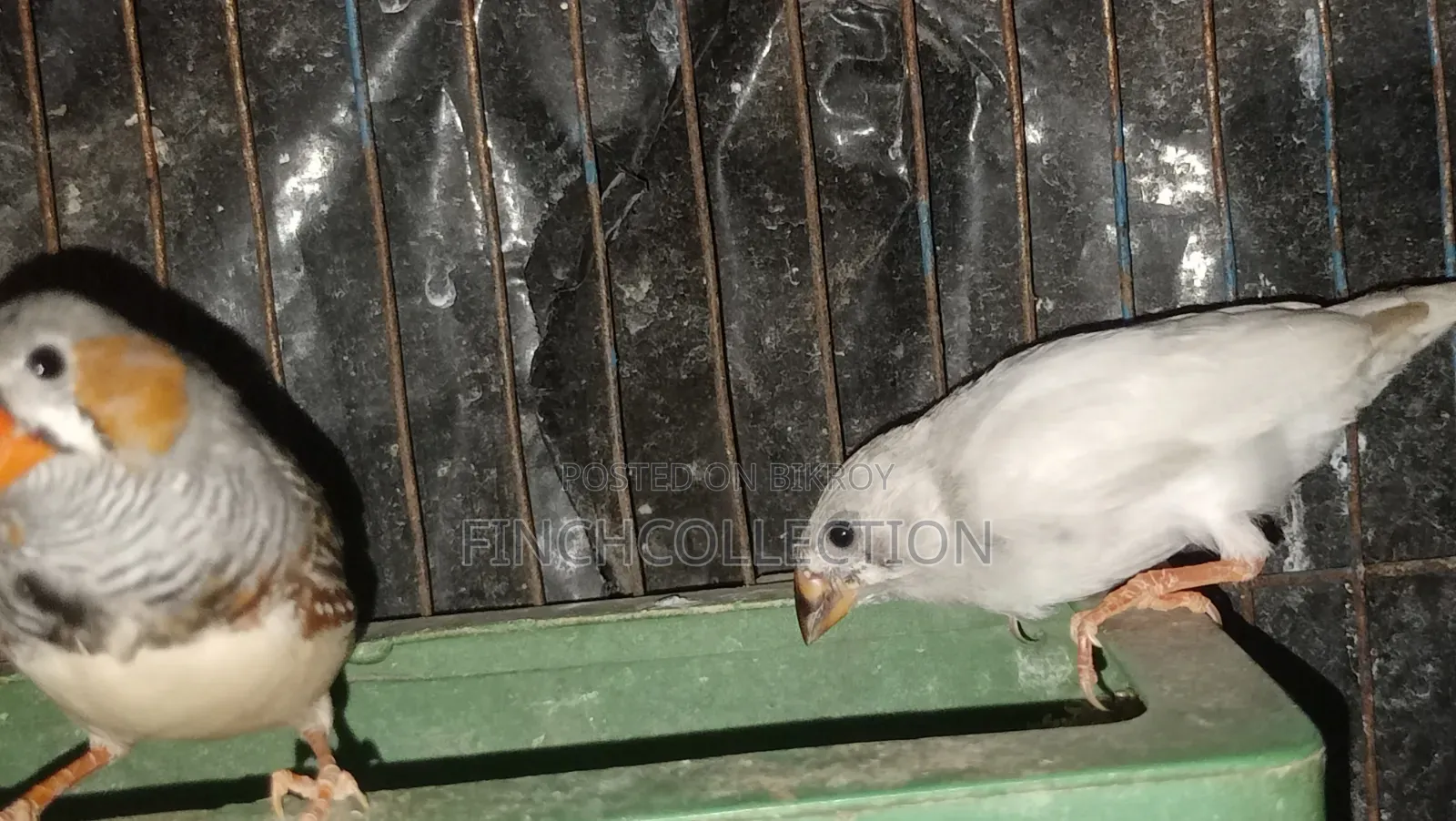 নিউ এডাল্ট পেয়ার হাত বদল হবে যোগাযোগ করুন ইনবক্সে