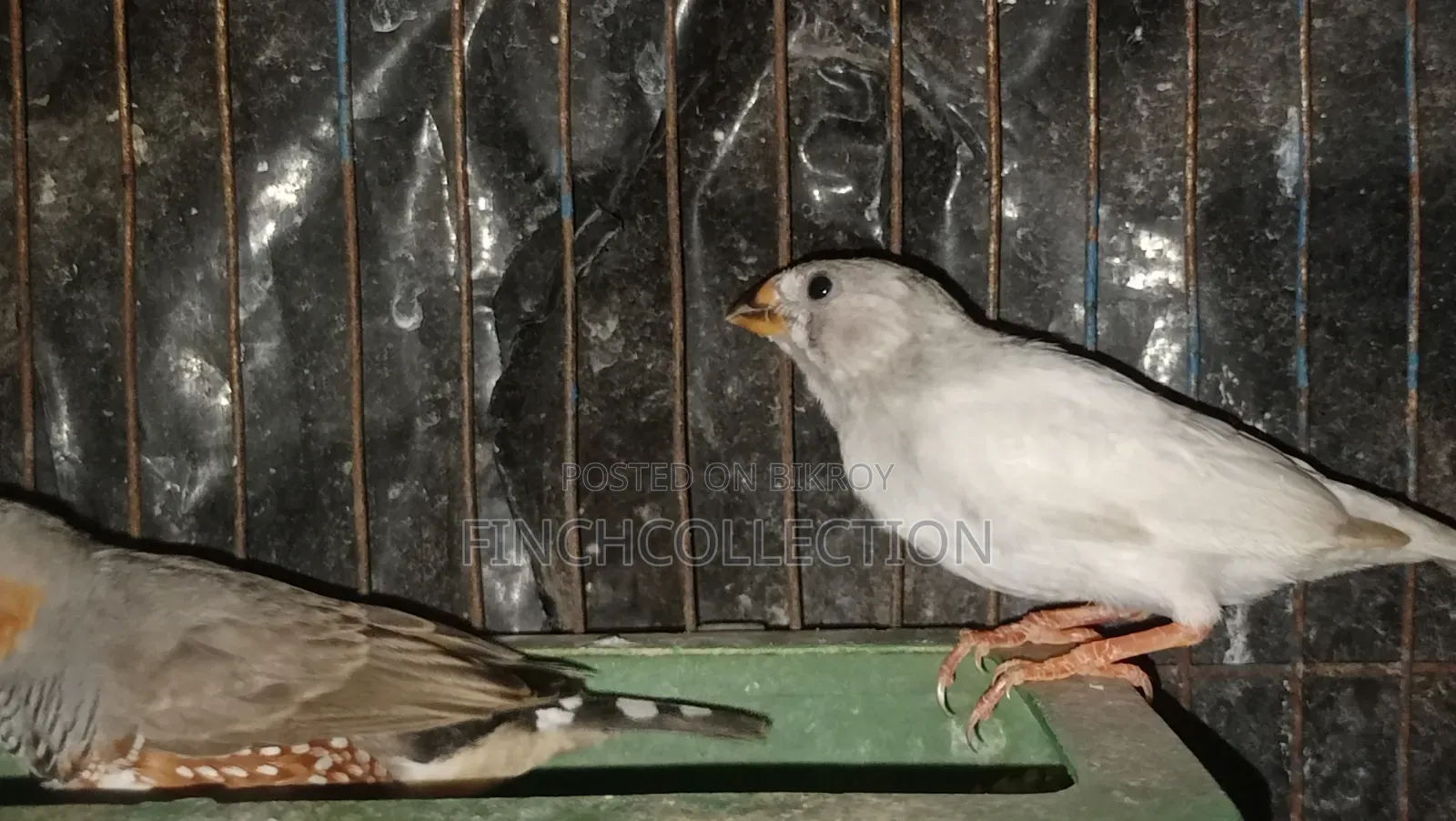 নিউ এডাল্ট পেয়ার হাত বদল হবে যোগাযোগ করুন ইনবক্সে