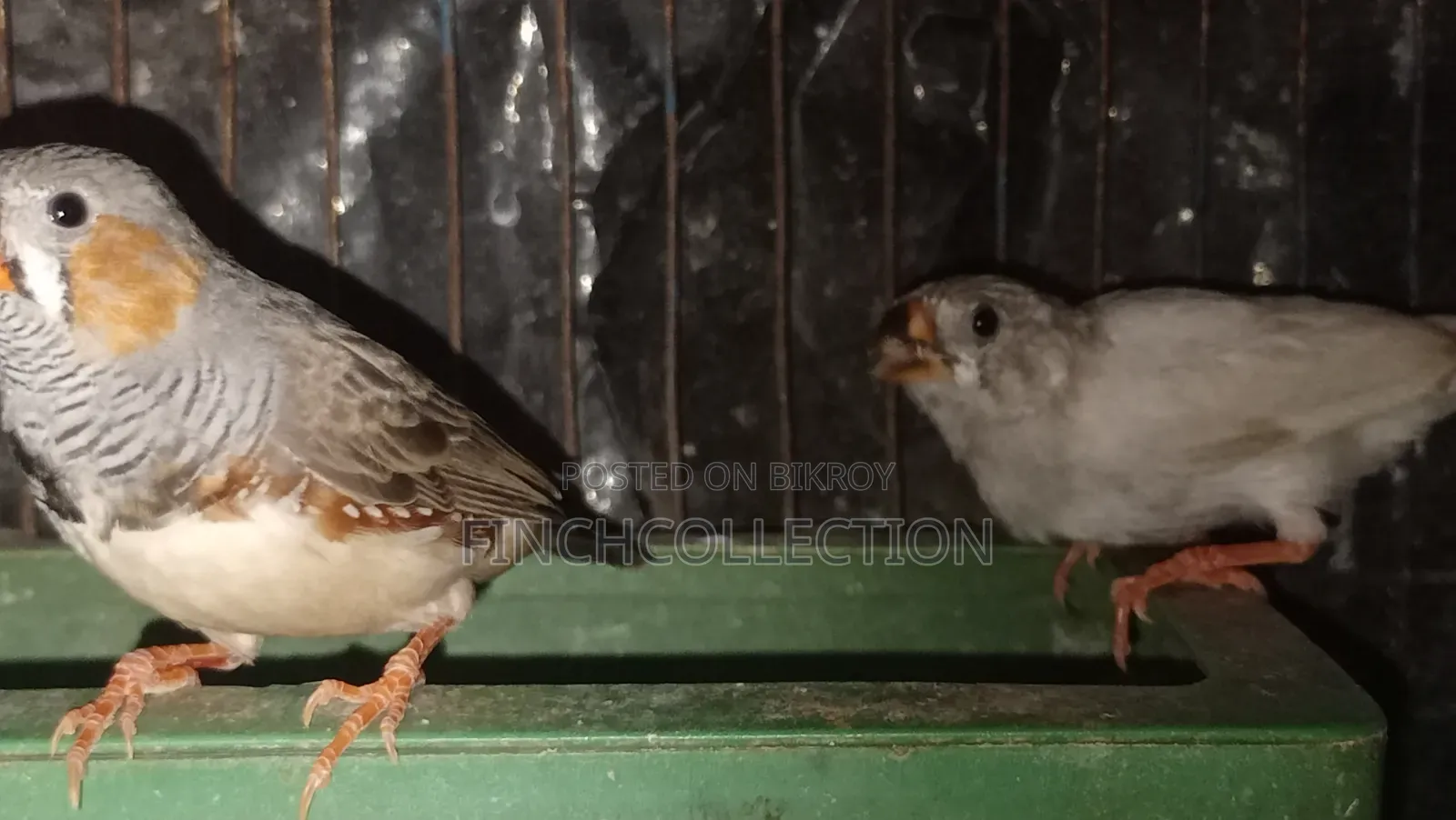 নিউ এডাল্ট পেয়ার হাত বদল হবে যোগাযোগ করুন ইনবক্সে