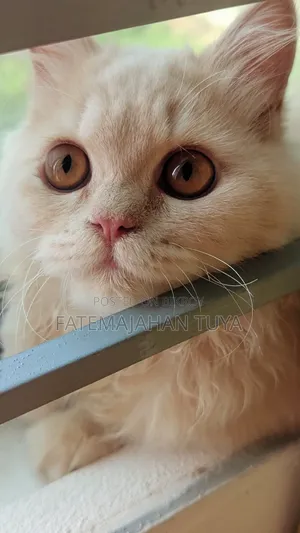 3-6 months Male Purebred Persian