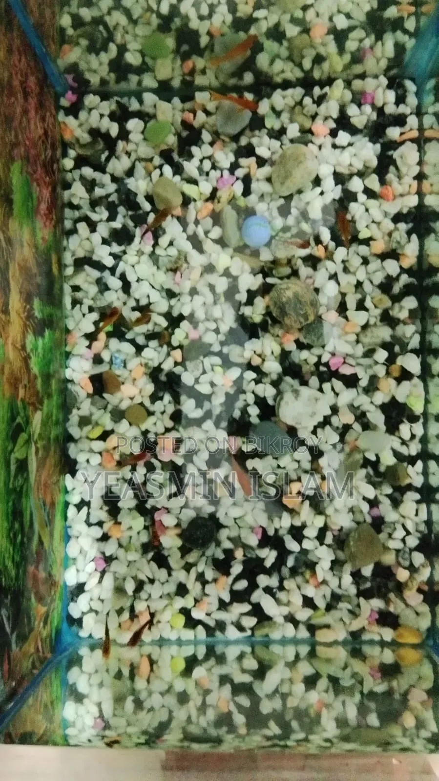 1 Aquarium