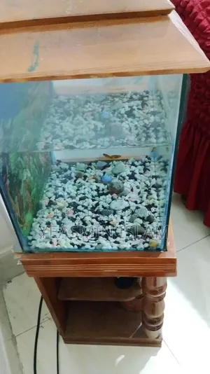 1 Aquarium