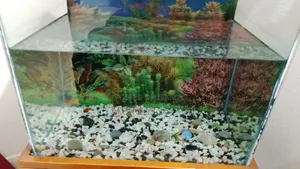 1 Aquarium