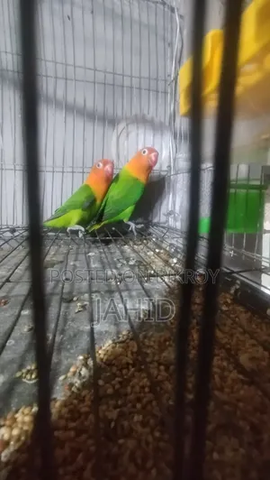 Green Fischer Lovebird