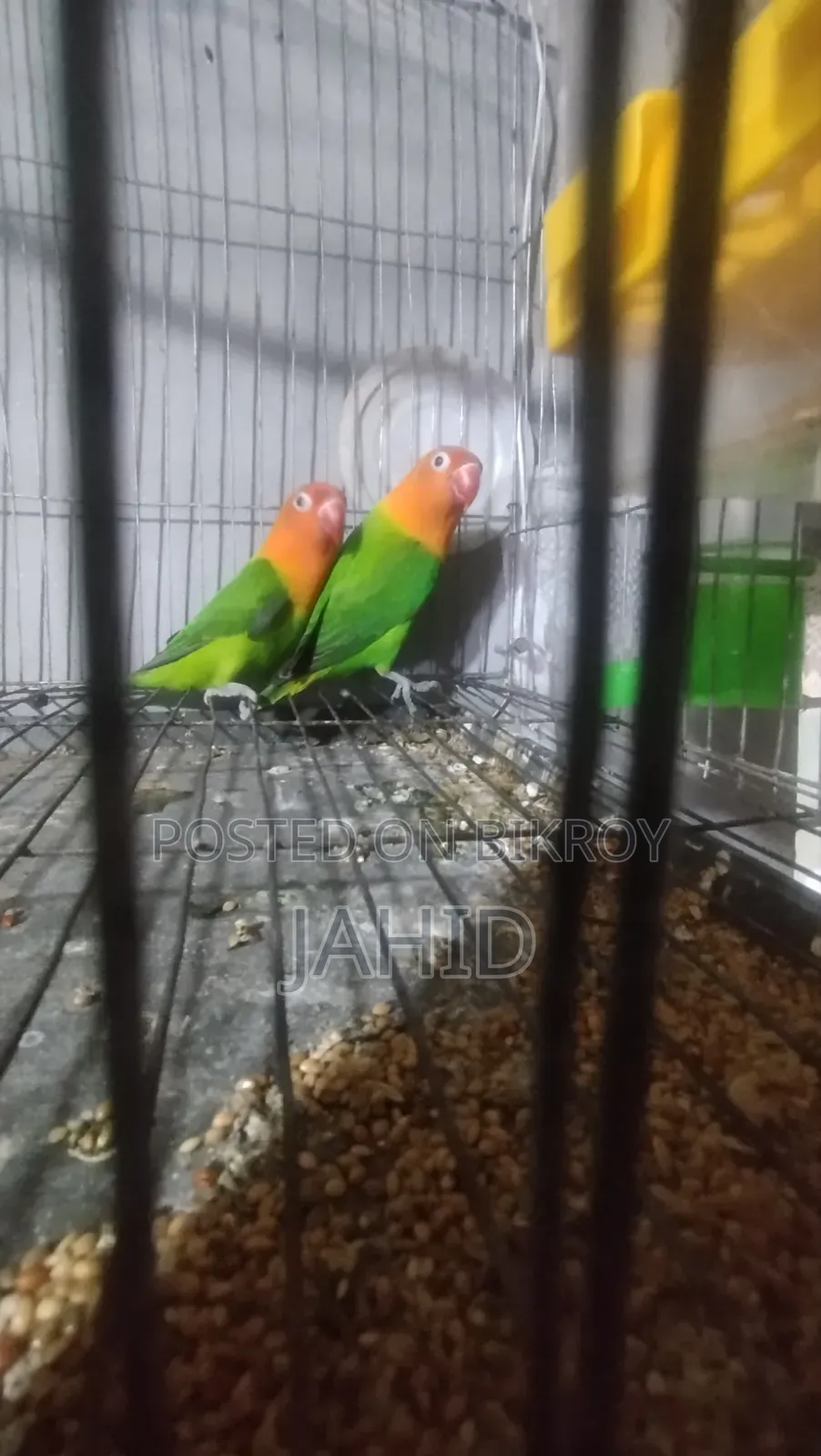 Green Fischer Lovebird