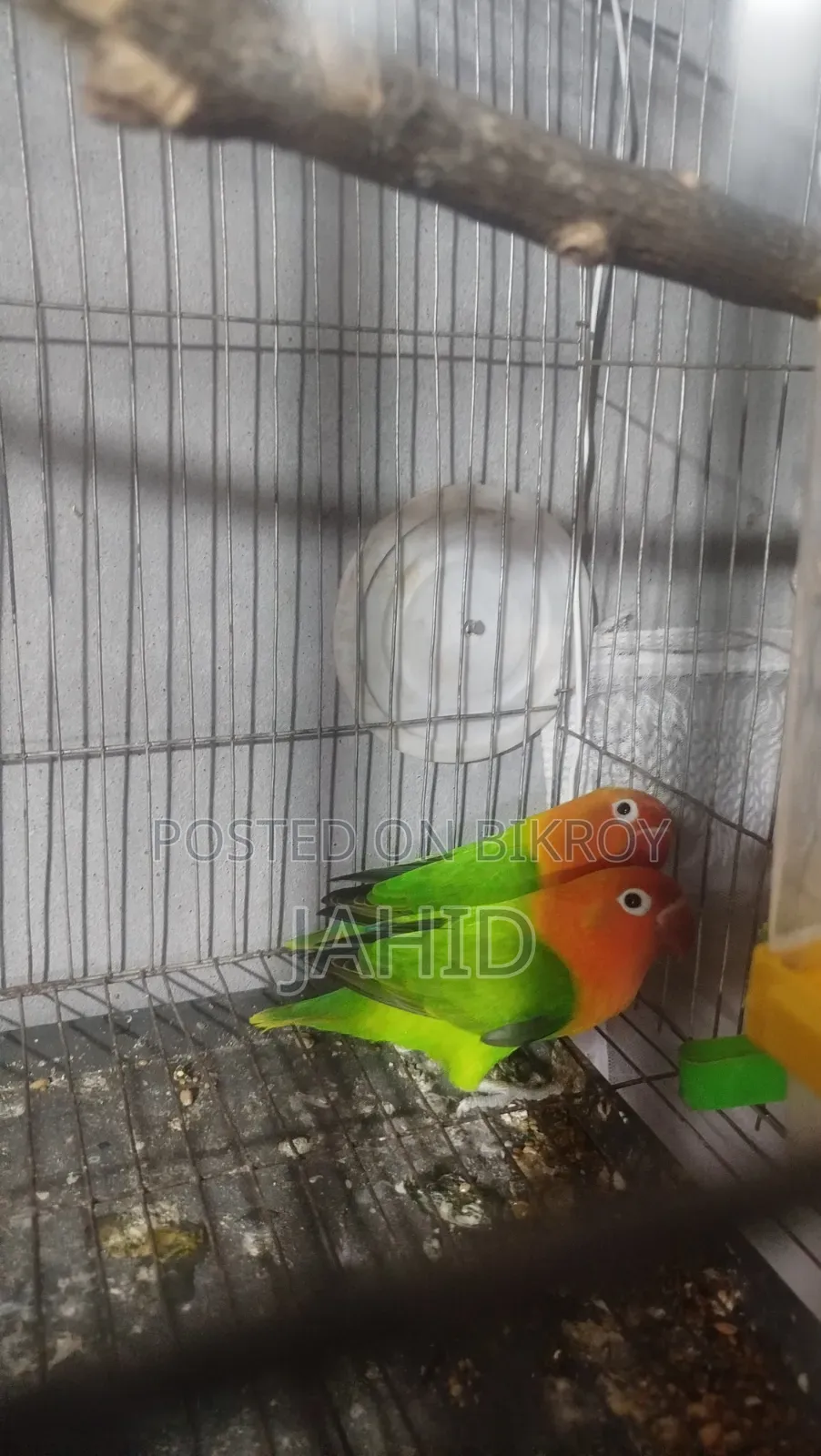 Green Fischer Lovebird