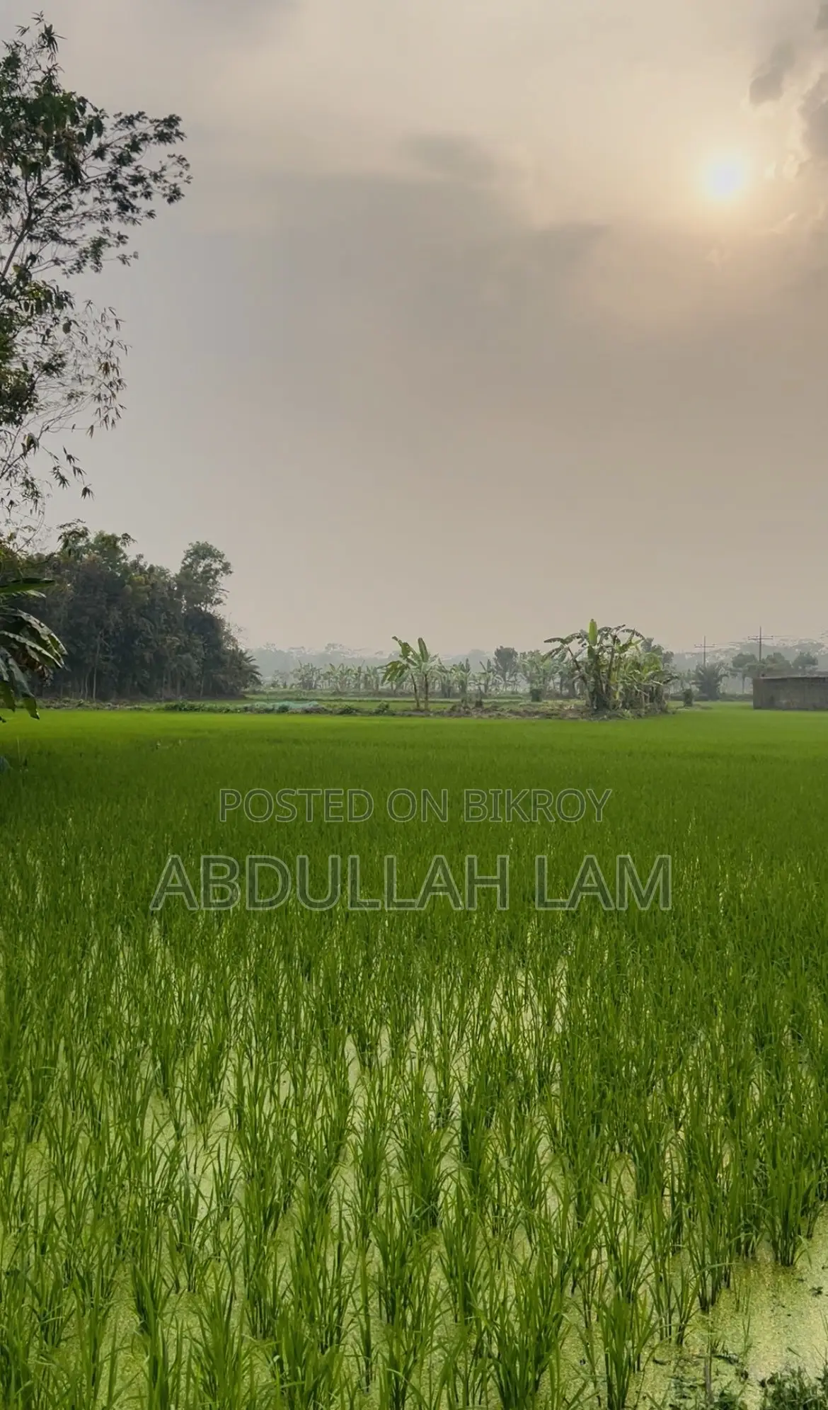 Land Sale (Barisal) 365 Percent